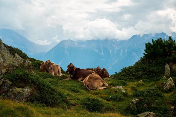 Diese (Archiv-) Aufnahme zeigt im Mittelgrund drei Kühe auf der Riederalp(?) in der Schweiz aus dem Jahr 2013. Alle drei liegen entspannt auf der von einigen Steinen und Felsvorsprüngen eingerahmten grünen Weide mit einigen Büschen und für die Höhe kleinen Nadelbäumen. Im Hintergrund ist das Alpenpanorama an einen hellen, fast sonnigen Tag zu sehen, wobei sich zahlreiche Wolken über den Berggipfeln angesammelt haben.