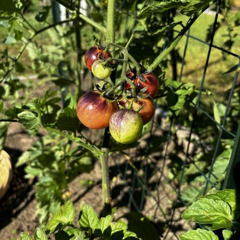 Close up shot of a tomato vine focused on a cluster of cherry tomatoes. They are at varying stages of ripeness and coloring from bright green to deep purple to pale reddish orange. In the background is a wire fence used for trellis.