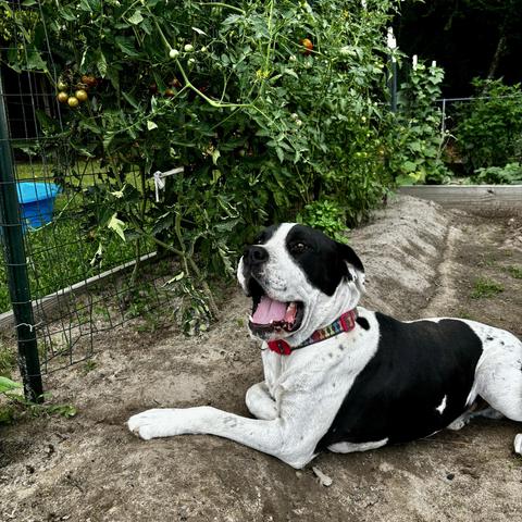 A place and white pitty-boxer mix is seen here to advantage in front of the wall of tomatoes. Taejo sports a nylon and ABS plastic collar piece with dog bone motif in a rainbow print from the PetCo line of overpriced imported crap as he rests in the cool dirt of the large planting bed. He is looking past the camera with his mouth open, enjoying the company and shade. 