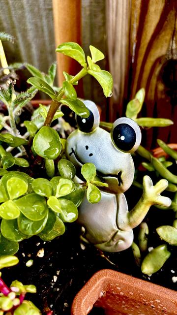 A little frog garden figurine peeking out from behind some succulents in front of a wooden fence. 