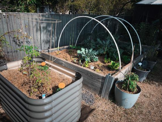 Several raised garden beds with various plants growing, including tomato plants with support structures and leafy greens. A backyard garden scene with wooden fencing in the background.