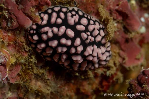 A sea slug covered with bumpy pink protrusions clinging to a reef wall.