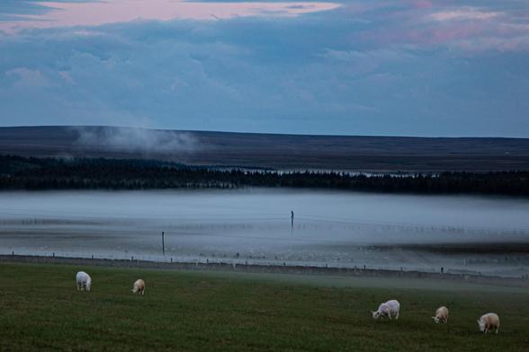 view of a mist filled sheep farm