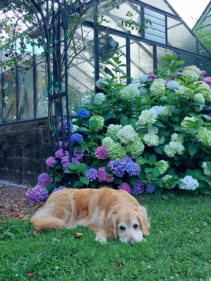 A senior Golden Retriever with a white face lies with her nose in the grass in front of luscious pink, purple, blue, and white hydrangeas, with a greenhouse in the background