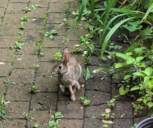 A small gray rabbit sitting on a brick walkway next to a garden. It’s looking off to the side and its legs and belly are soaking wet.