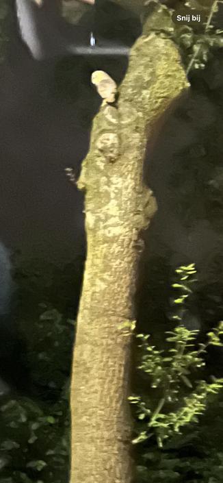 Grote uil zit boven op stukje stam in boom. Het is donker.
