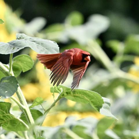 A Northern cardinal in flight. The bird is entirely red, though it has a black 