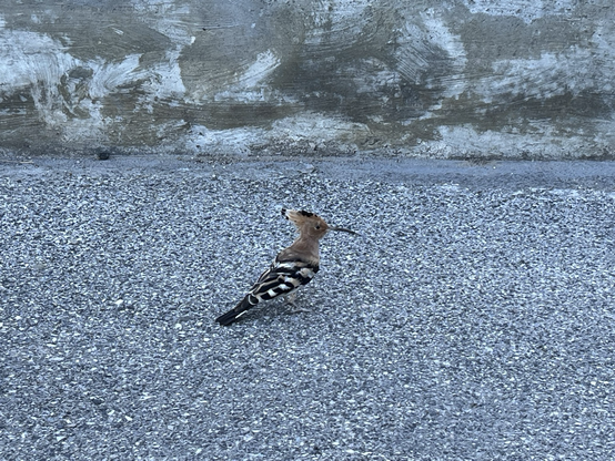 A hoopoe bird standing on the ground and looking rightward