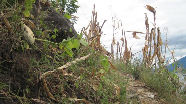 Closeup of a few feet of the path.   To the left, a squash that seems to have been missed in the harvest.  In the center, dried cornstalks.  The lake is visible down below in the distance. 