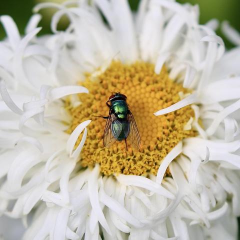 A Green Bottle Fly on the center of a a Daisy.
Here is what Wikipedia has to say.
The common green bottle fly is a blowfly found in most areas of the world and is the most well-known of the numerous green bottle fly species. Its body is 10–14 mm in length – slightly larger than a house fly – and has brilliant, metallic, blue-green or golden coloration with black markings. It has short, sparse, black bristles and three cross-grooves on the thorax. The wings are clear with light brown veins, and the legs and antennae are black.