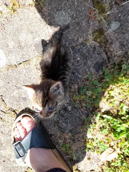 Mini-kitten beside my foot - both have about the same length.