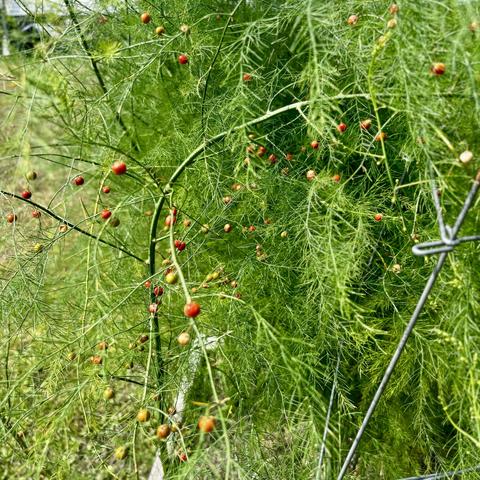 Brilliant green asparagus fronds fill the frame punctuated by red and green berries. 