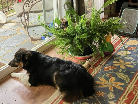 An eight month old Australian shepherd puppy is lying on the floor looking out the window. Next to her, a large fern is sitting on the floor. A small tortie cat is lying in the fern looking out the window. 