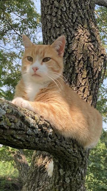 An orange and white cat resting on a stout tree branch with gnarled bark. Its head is up and its eyes wide open.   Leafy tree branches and blue sky in the background.  