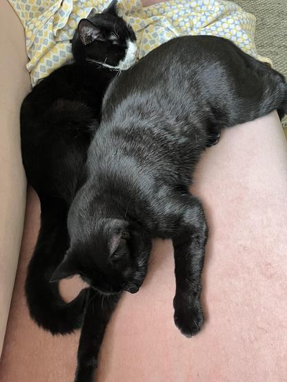 Two black cats lying on a sofa side by side. The cat behind is roughly half size.
