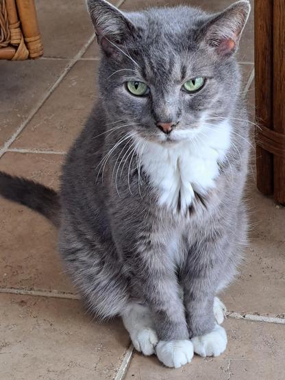 A gray and white cat, in his healthy days, stands on beige tile and looks calmly at the camera. 