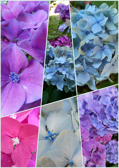 A collage of six skewed images of hydrangeas in colors of purple, blue, white, and pink.