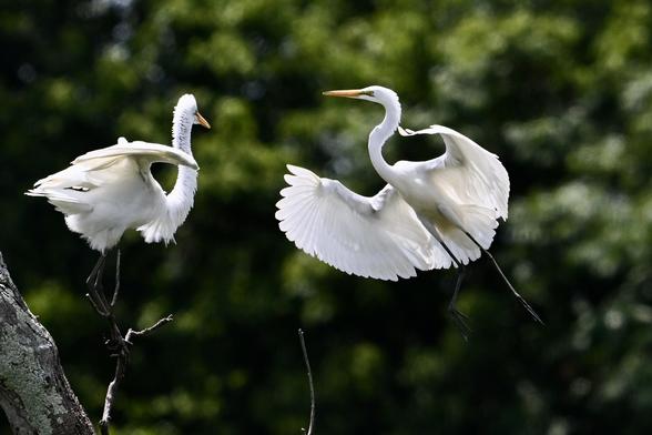 A great egret flies into land on a branch occupied by another great egret. Both bird are entirely white except for their yellow-orange beaks and black legs. The background is out-of-focus trees.