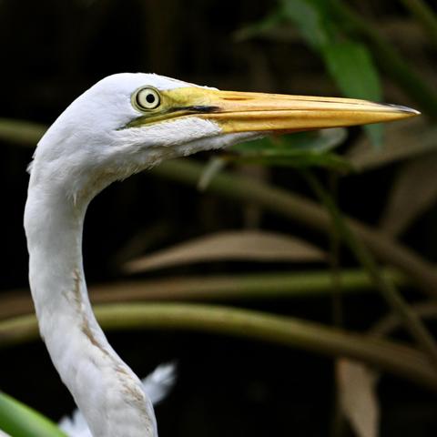 A headshot of a great egret. The bird's feathers are white, its eye is pale yellow, and its long beak is yellow-orange.