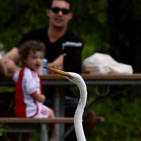 A photo of a great egret's head. Its feathers are white, its eye is pale yellow, and its long beak is yellow-orange. In the background an out-of-focus man and child at a picnic table have looks of excitement and surprise on their faces.