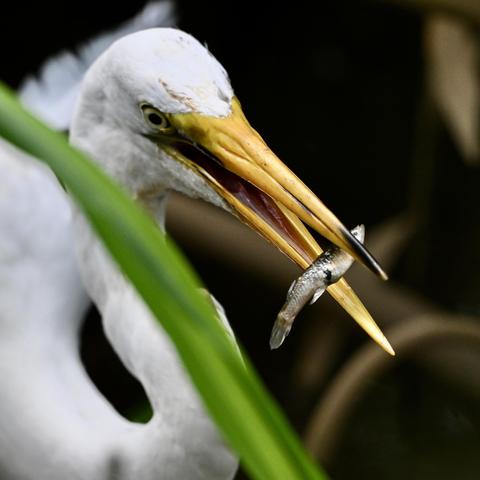 A close-up photo of a great egret about to eat a fish that it has tossed into its bill. The bird's feathers are white, its eye is pale yellow, and its long beak is yellow-orange.