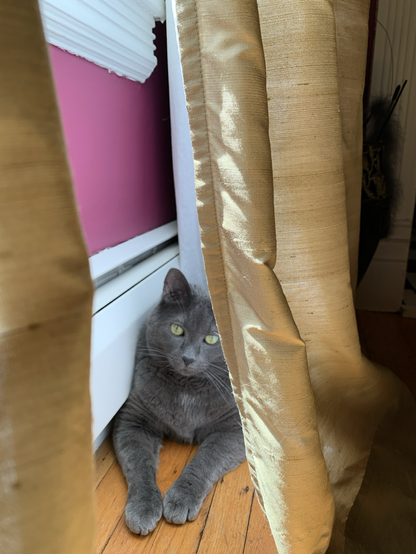 A dark gray cat with golden eyes sits with his front paws extended besides a white baseboard and purple-pink wall behind a golden curtain