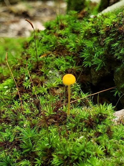 Moss closeup with a tiny little golden yellow mushroom
