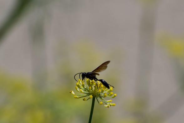 A sleek, oil-black wasp perches atop a multi-budded yellow flower. Its beak and curved antennae sink down into the buds, its translucent, faceted brown wings angled up like reaching arms trying and failing to escape. The Dark Lord's pollinator, all baleful elegance and razor edges.