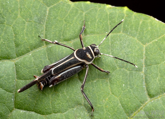 Photograph in top view of a dapper, grasshopper-looking insect with crisp white trim around a tasteful gray base color.