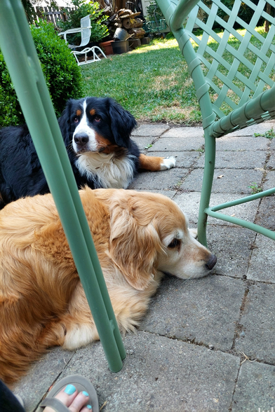 A Golden Retriever and a Bernese Mountain Dog lie on a patio under and near a table in the late afternoon. They are waiting for dinner.
