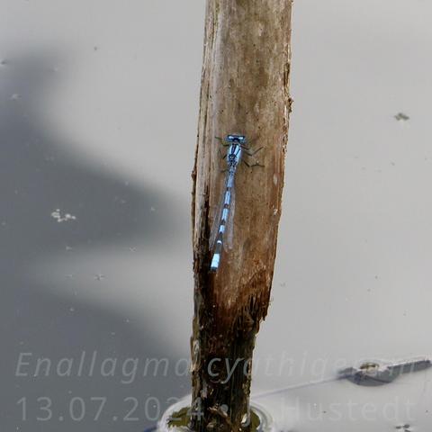 Eine schlanke Kleinlibelle sitzt an einem aufrechten, verrottenden Pflanzenstängel knapp über der Wasseroberfläche eines Teichs, sie ist hellblau-schwarz gefärbt 