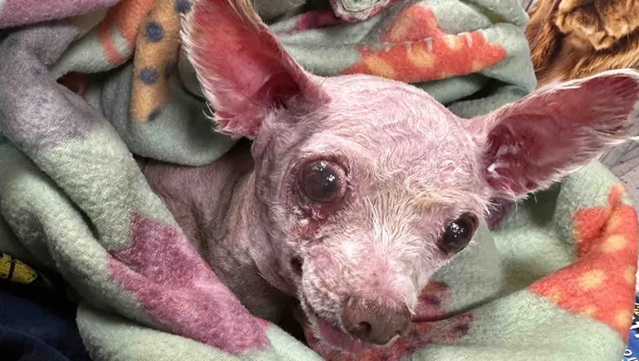 El gos Gizmo després de trobar-lo, perdut durant gairebé 10 anys, amb problemes de salut (Judith Monarrez)