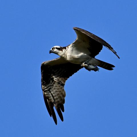 An osprey in flight with a fish in its talons. The bird has a white head with a brown streak extending from its eye to its back, a white throat and breast, and brown wings with white stripes on their undersides.
