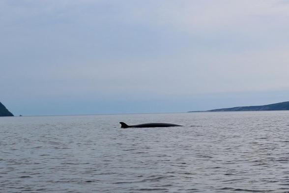 A minke whale surfacing in a bay in Newfoundland