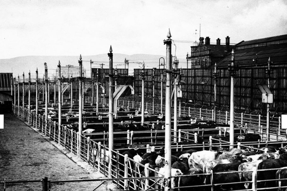 Picture of cattle pens beside the railway line and Albert Bridge in Belfast, 1943
(Belfast Telegraph collection, NMNI)