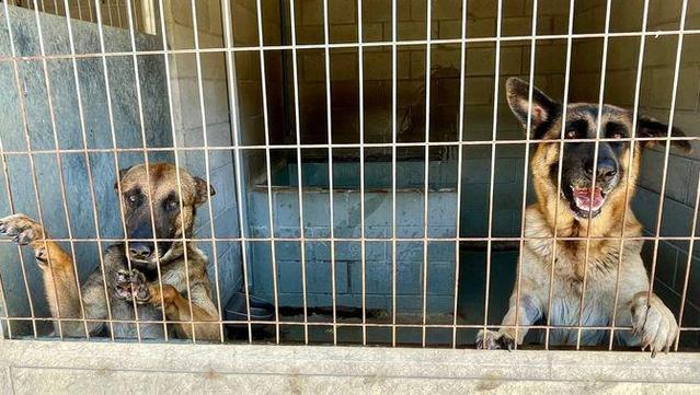 Dos gossos que esperen família a una gàbia del CAAD Maresme (3Cat/Marta Bellés)