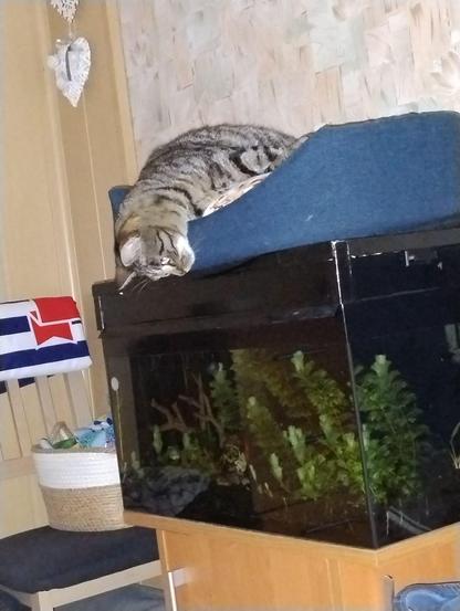 Bury kot leżący na legowisku na akwarium