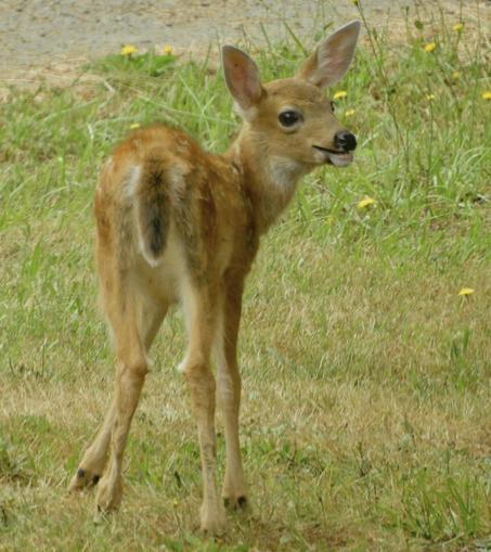 Baby fawn looking back over its shoulder