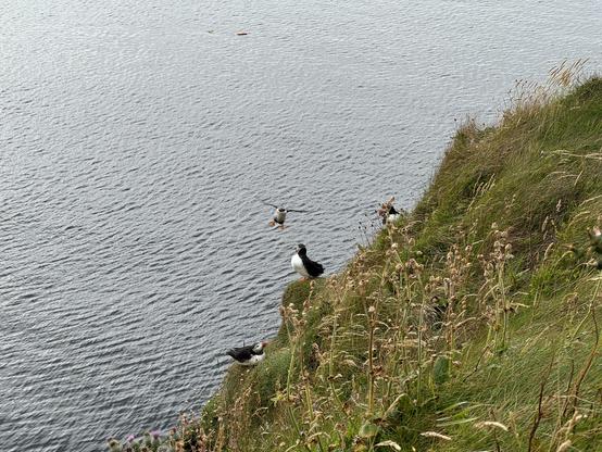 Puffins on a grassy cliff face.
One is in the air, wings wide hurtling towards the cliff face.