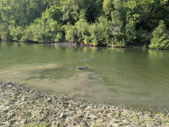 Two dogs swimming in the Russian River