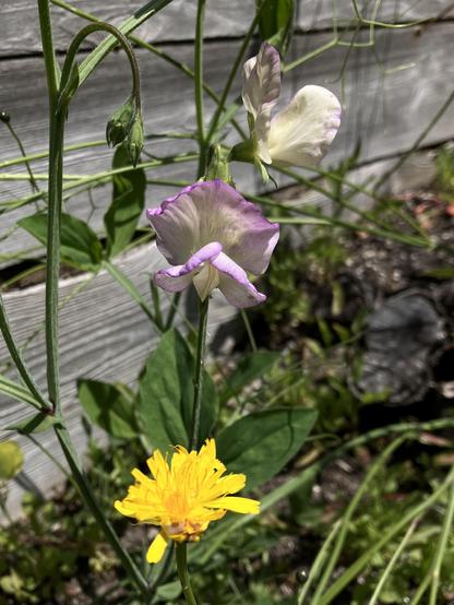 Two mostly white sweet pea flowers with some pink edges, set above a yellow dandelion flower and various stems and weeds by a wooden fence.