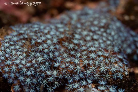 Tiny delicate blue flower-like polyps coalesce to form a colony of octocoral.