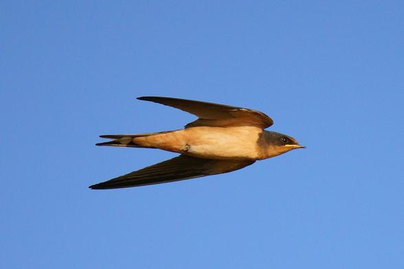A barn swallow streaking across a cloudless sky.