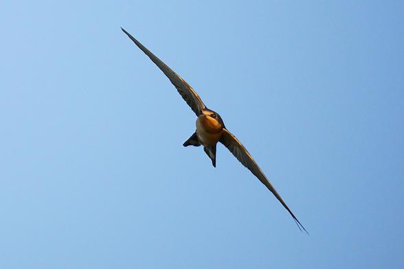 A Barn Swallow flying toward the viewer at a 45 degree angle with its wings out.