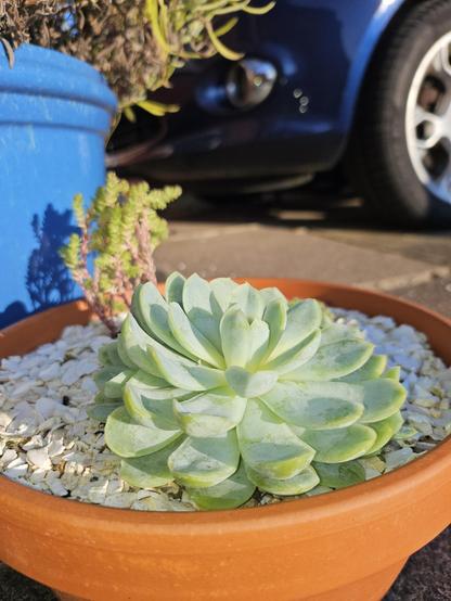A close-up photo of a terracotta plant pot with succulents and a gravel of white crushed shells. The main focus is a large pale green rosette of leaves (Echeveria elegans)