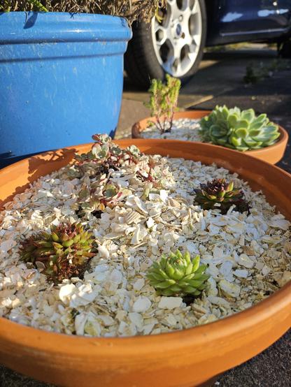 A close-up photo of a terracotta plant pot with succulents and a gravel of white crushed shells. There are several different plants, mostly sepervivums, and a similar pot stands behind.