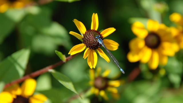 A slender blue and black damselfly clinging to the center of a flower.  The flower has a brown center and 9 yellow petals.  More flowers in the background.  