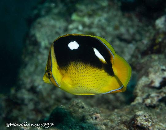 A flattened oval yellow fish, marked with black over its back with two white spots, swimming over a reef.