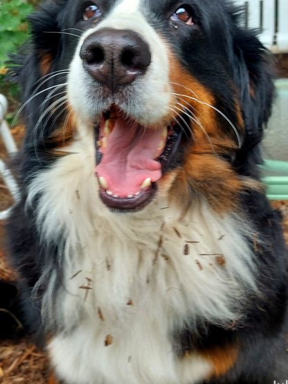 A Bernese Mountain Dog with her mouth open, with shiny brown eyes, and with bark chips in her white chest fur
