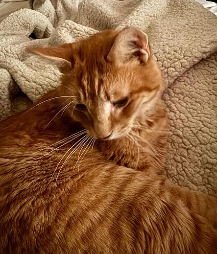 An orange tabby relaxing on a blanket 